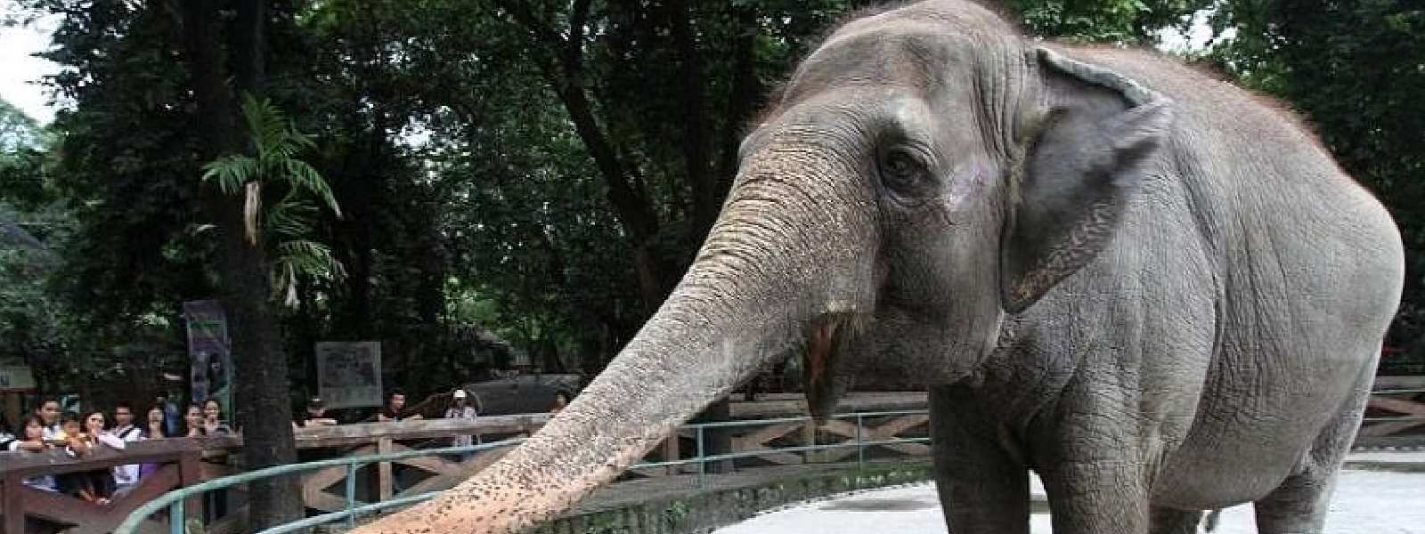 'World's saddest elephant' dies in Manila Zoo
